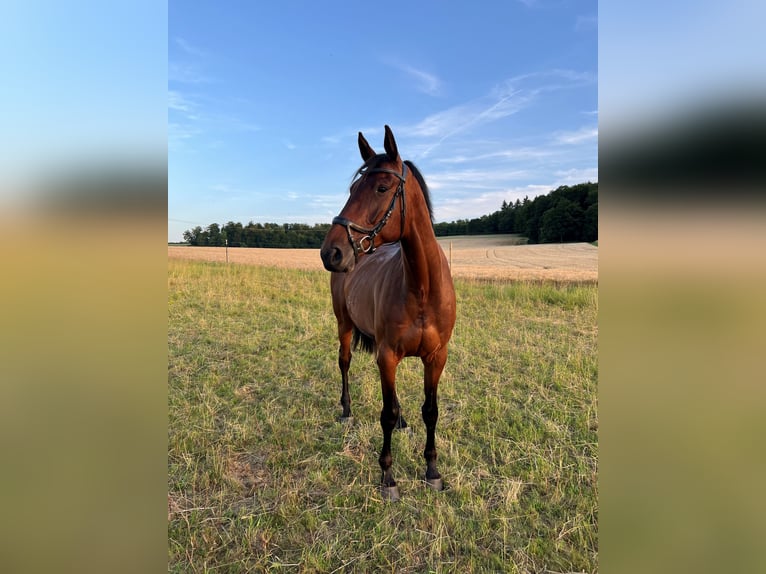 Koń oldenburski Klacz 8 lat 175 cm Gniada in Limburg an der Lahn