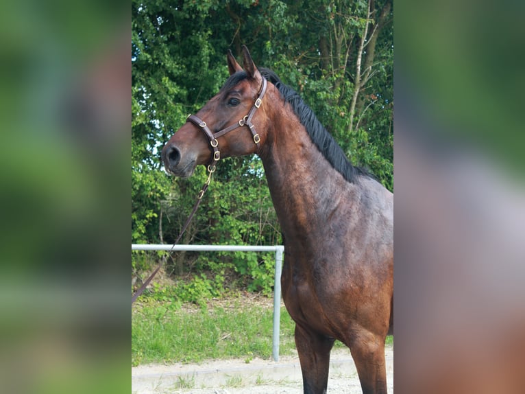 Koń oldenburski Klacz 8 lat 175 cm Gniada in Limburg an der Lahn