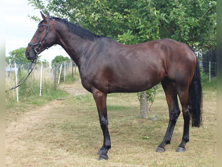 Koń oldenburski Klacz 8 lat 175 cm Gniada in Limburg an der Lahn