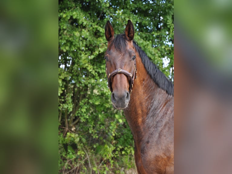 Koń oldenburski Klacz 8 lat 175 cm Gniada in Limburg an der Lahn