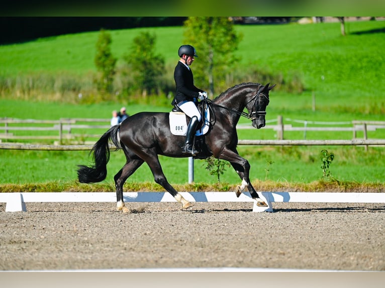 Koń oldenburski Klacz 8 lat 175 cm Rabicano in Rottach-Egern