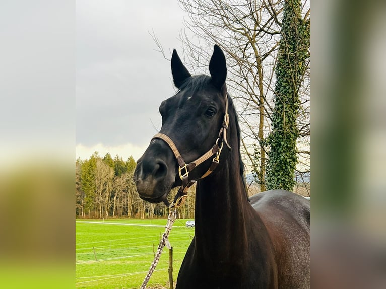 Koń oldenburski Klacz 8 lat 175 cm Rabicano in Rottach-Egern