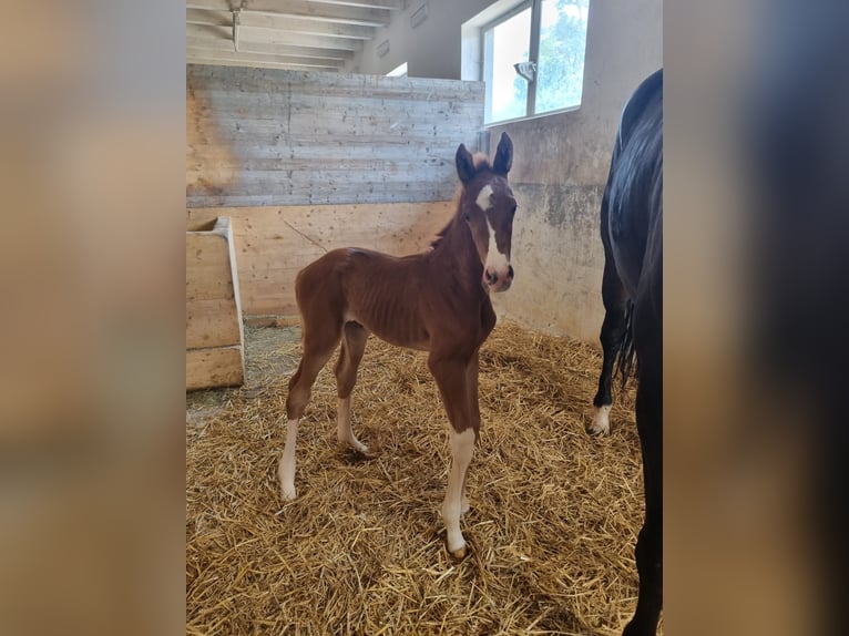 Koń oldenburski Klacz 8 lat 176 cm Ciemnogniada in Isny im Allg&#xE4;u