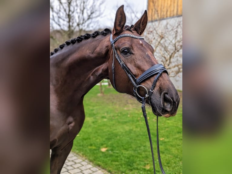 Koń oldenburski Klacz 8 lat 178 cm Ciemnokasztanowata in Goldbach