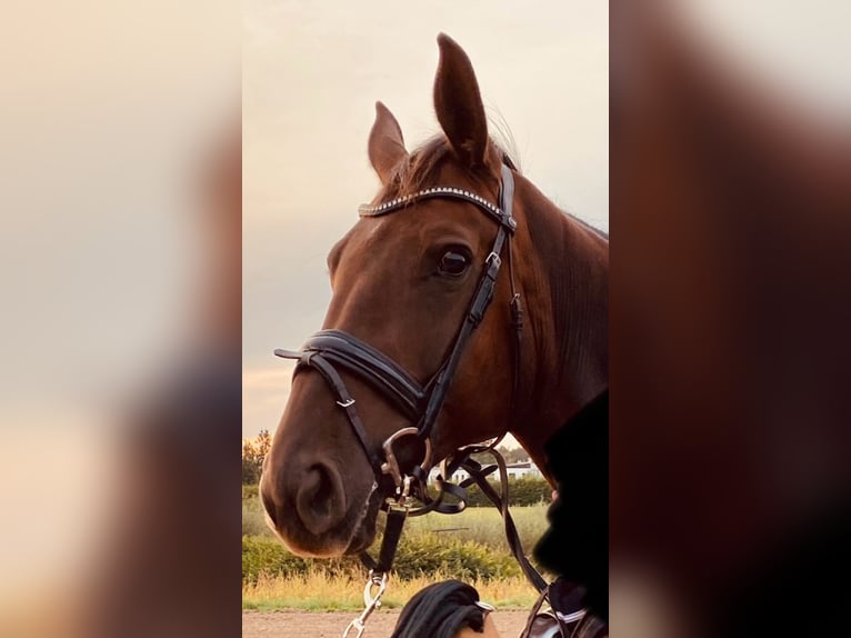 Koń oldenburski Klacz 8 lat 178 cm Ciemnokasztanowata in Goldbach