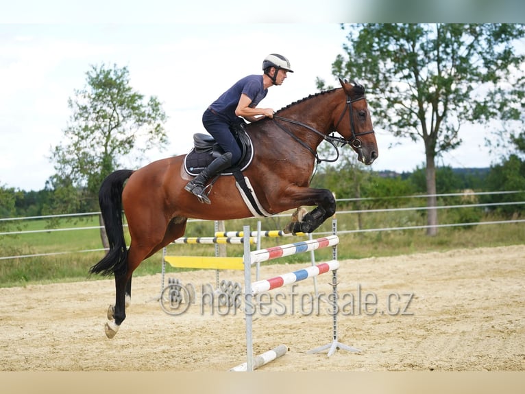 Koń oldenburski Klacz 8 lat 178 cm Gniada in Ceske Budejovice