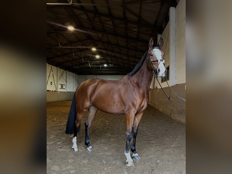 Koń oldenburski Klacz 9 lat 160 cm Gniada in Ribnitz-Damgarten