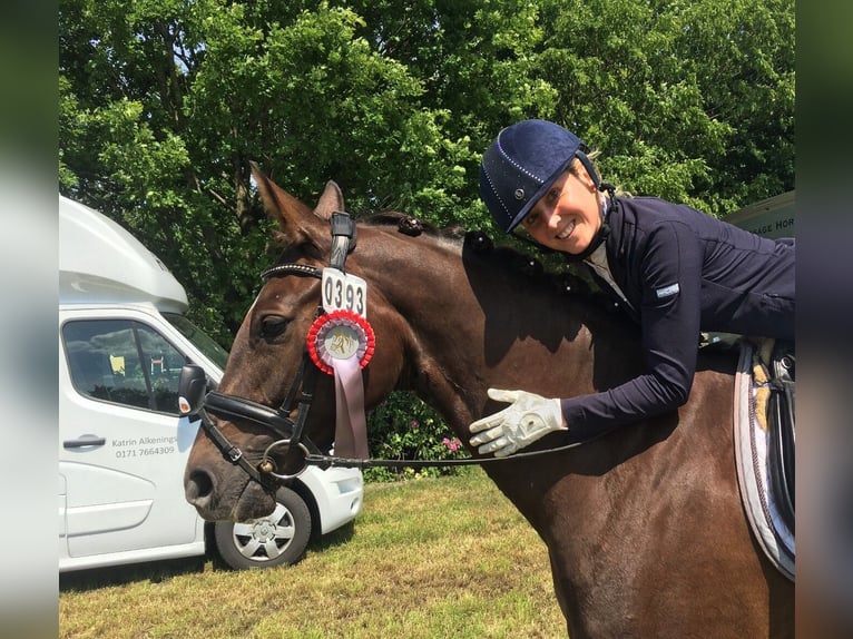 Koń oldenburski Klacz 9 lat 162 cm Ciemnokasztanowata in Vechta