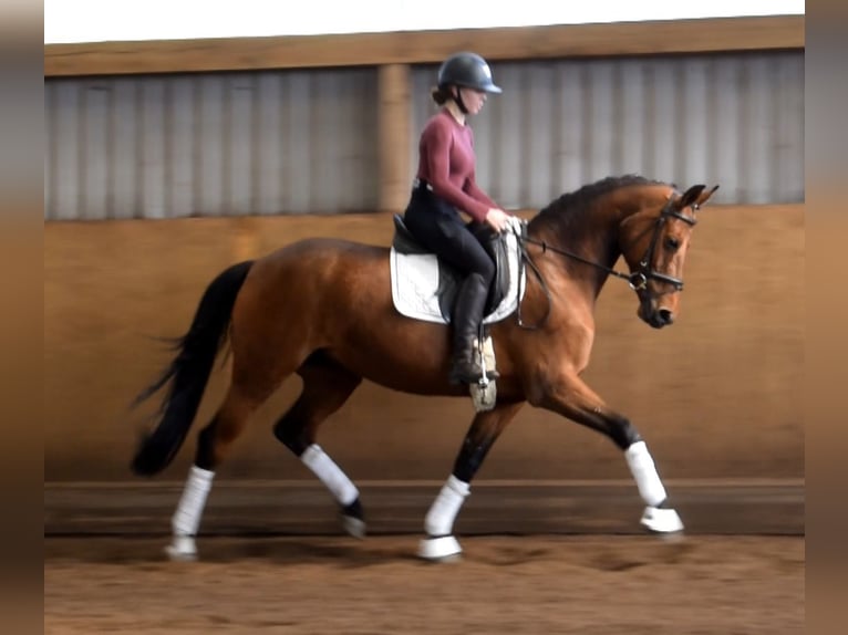 Koń oldenburski Klacz 9 lat 162 cm Gniada in Fredenbeck