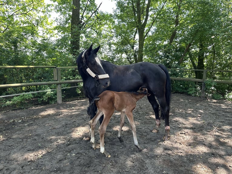 Koń oldenburski Klacz 9 lat 162 cm Kara in Elsfleth