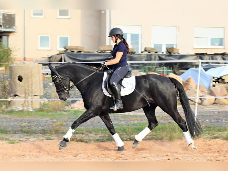 Koń oldenburski Klacz 9 lat 162 cm Kara in Roßdorf bei Darmstadt