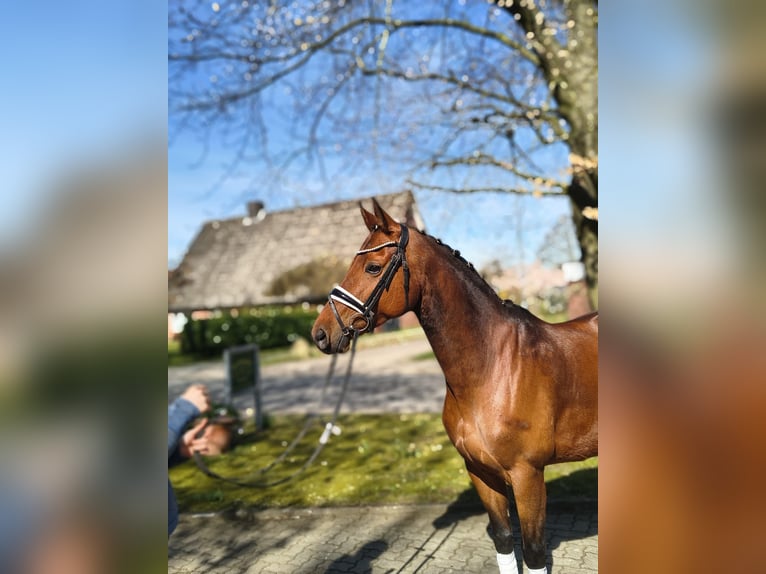 Koń oldenburski Klacz 9 lat 163 cm Gniada in Fredenbeck