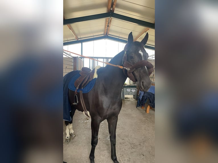 Koń oldenburski Klacz 9 lat 164 cm Ciemnogniada in Kitzingen