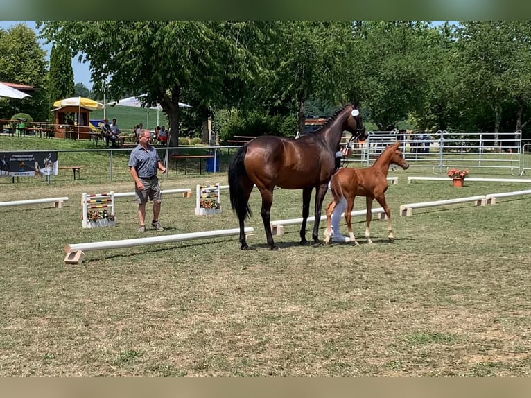 Koń oldenburski Klacz 9 lat 164 cm Skarogniada in Riedlingen