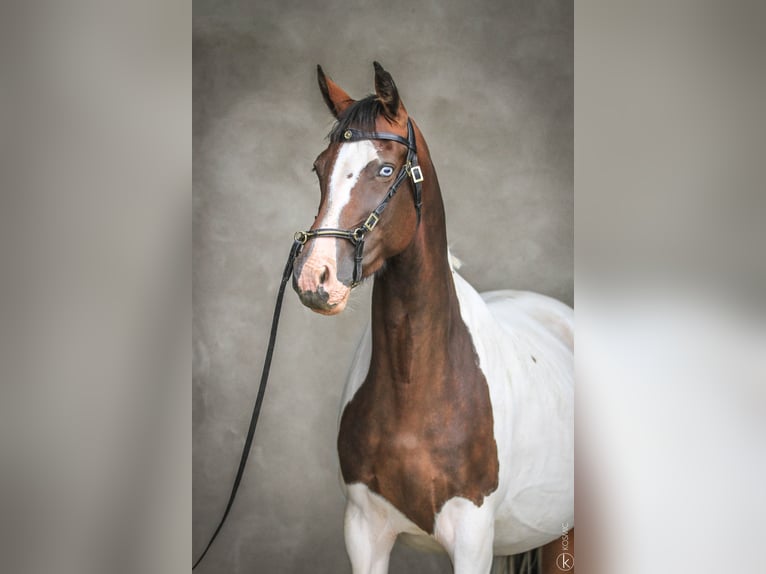 Koń oldenburski Klacz 9 lat 164 cm Tobiano wszelkich maści in Marly-sous-Issy