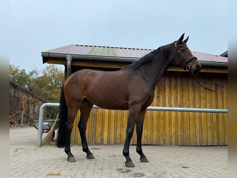 Koń oldenburski Klacz 9 lat 165 cm Gniada in Norderstedt Koń oldenburski Klacz 9 lat 165 cm Gniada in Norderstedt
