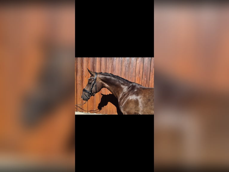 Koń oldenburski Klacz 9 lat 166 cm Ciemnogniada in Stoetze