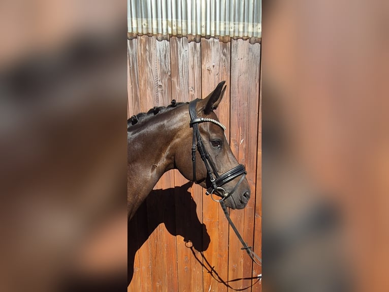Koń oldenburski Klacz 9 lat 166 cm Ciemnogniada in Stoetze