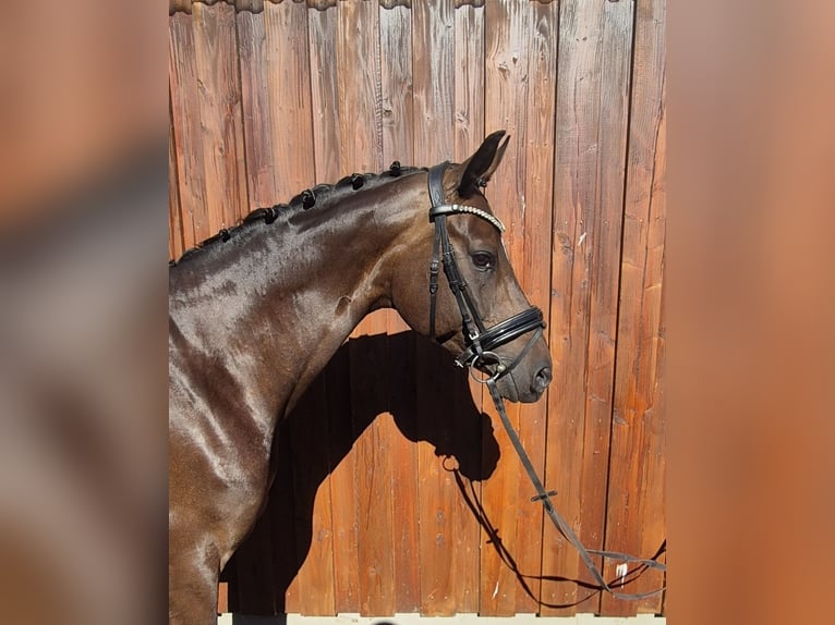 Koń oldenburski Klacz 9 lat 166 cm Ciemnogniada in Stoetze