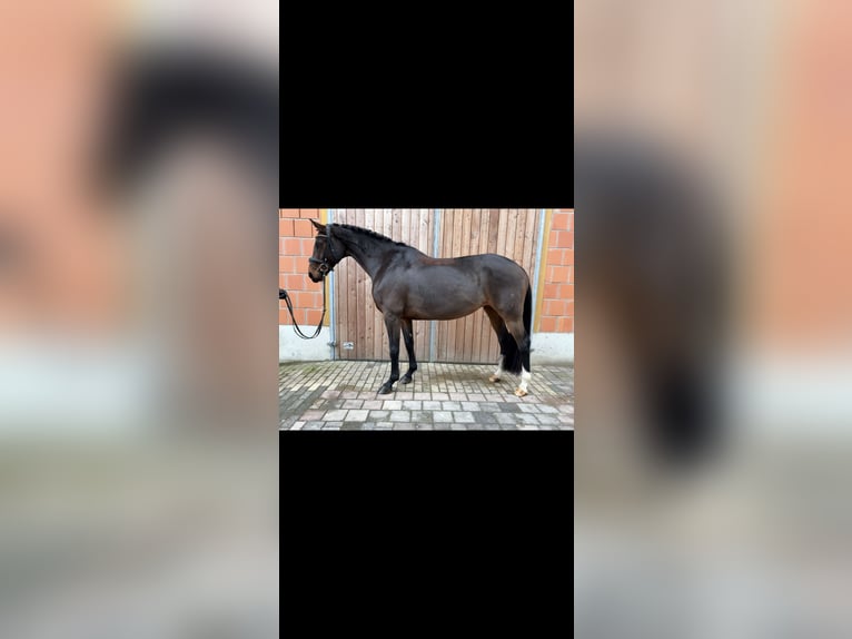 Koń oldenburski Klacz 9 lat 166 cm Gniada in Weimar