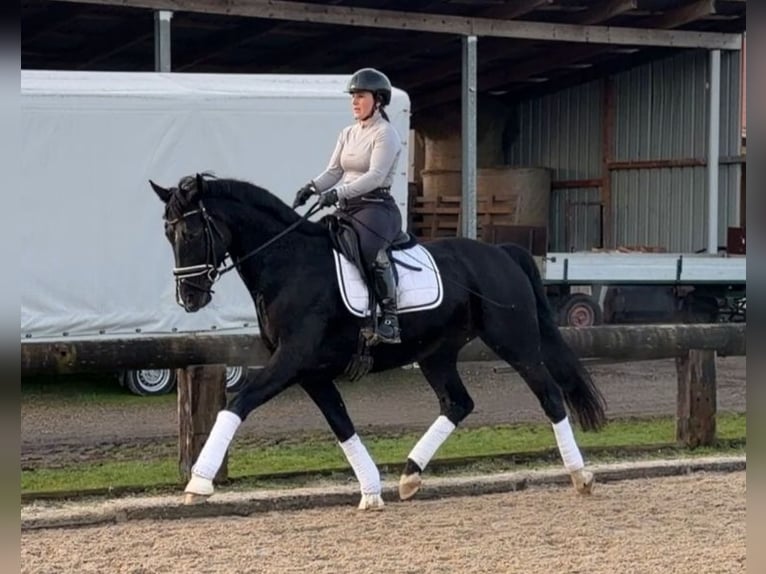 Koń oldenburski Klacz 9 lat 166 cm Kara in Kehl