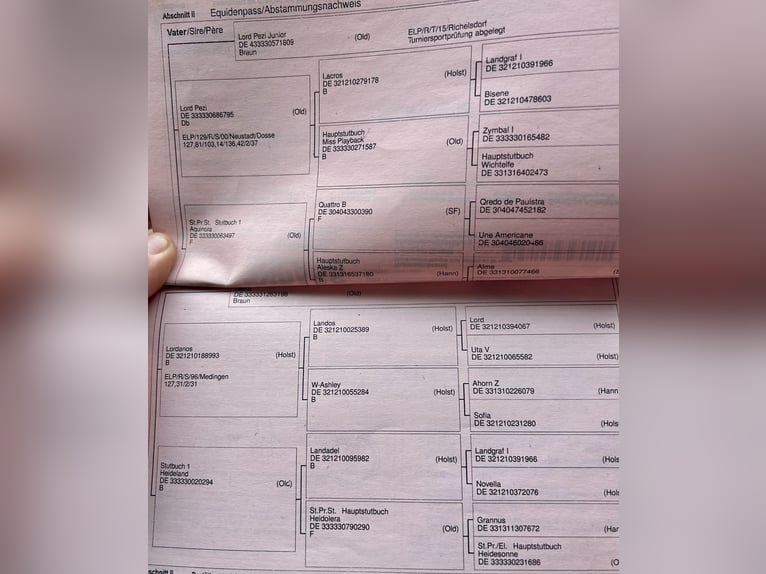 Koń oldenburski Klacz 9 lat 168 cm Ciemnogniada in Pelmberg