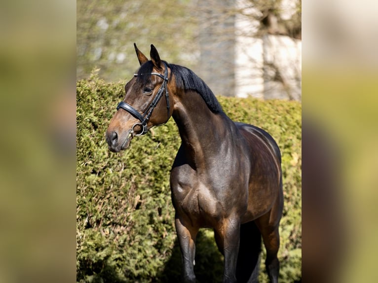 Koń oldenburski Klacz 9 lat 168 cm Ciemnogniada in Pelmberg