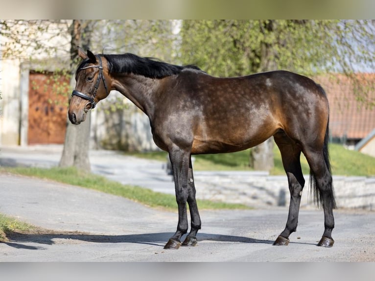 Koń oldenburski Klacz 9 lat 168 cm Ciemnogniada in Pelmberg
