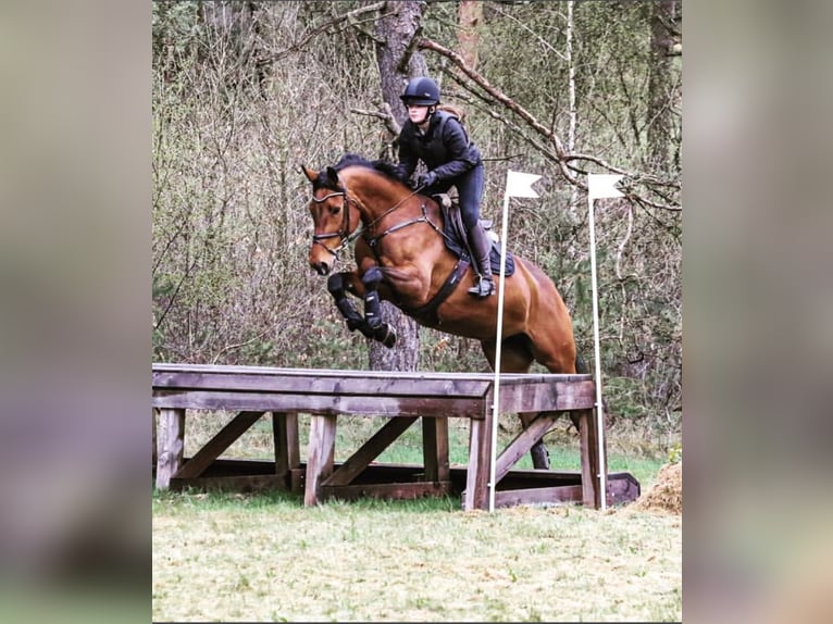 Koń oldenburski Klacz 9 lat 168 cm Gniada in Seevetal