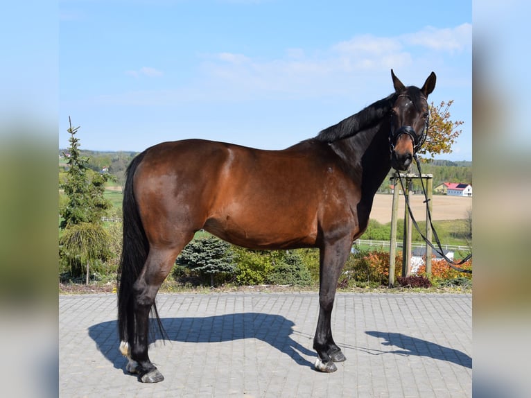 Koń oldenburski Klacz 9 lat 168 cm Gniada in Wysin