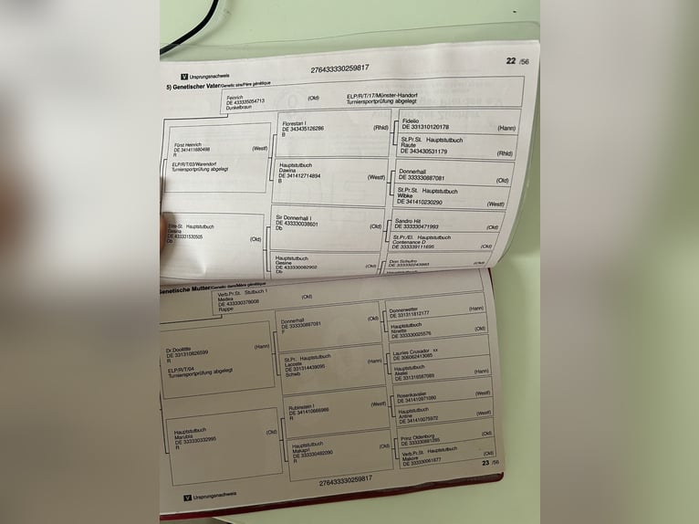 Koń oldenburski Klacz 9 lat 168 cm Kara in Kellinghusen