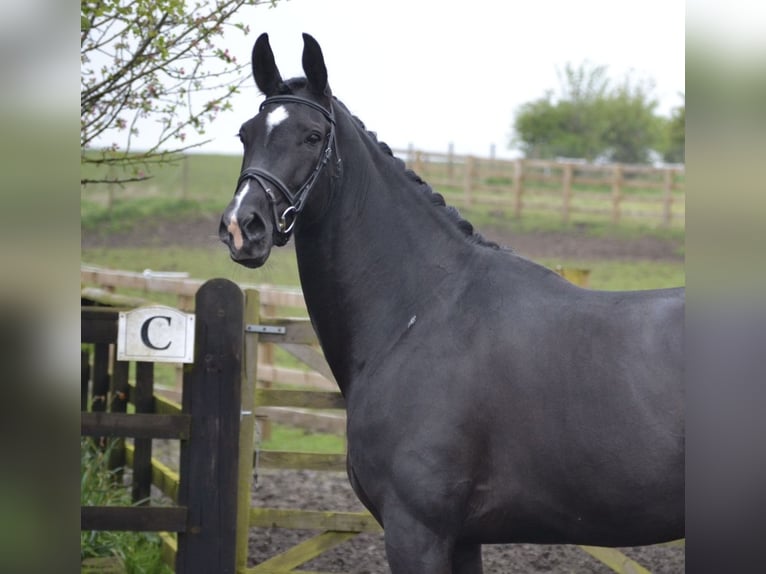 Koń oldenburski Klacz 9 lat 168 cm Kara in Harrogate