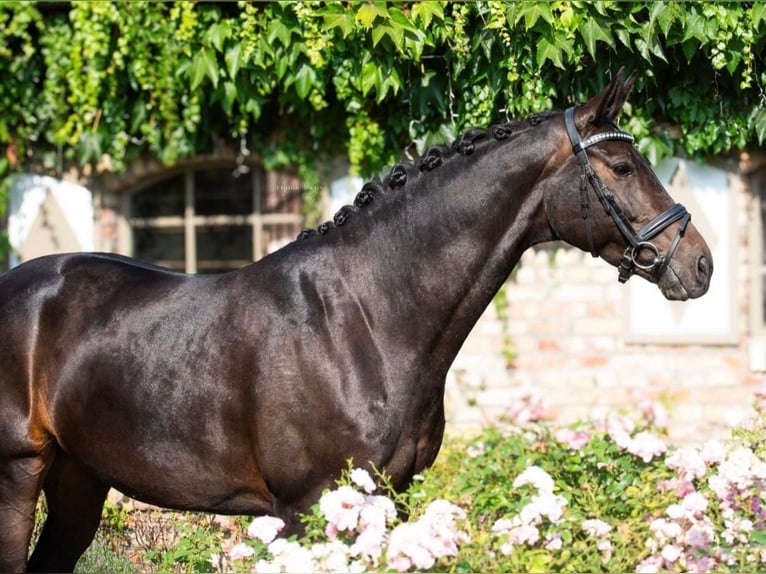 Koń oldenburski Klacz 9 lat 168 cm Kara in Werder