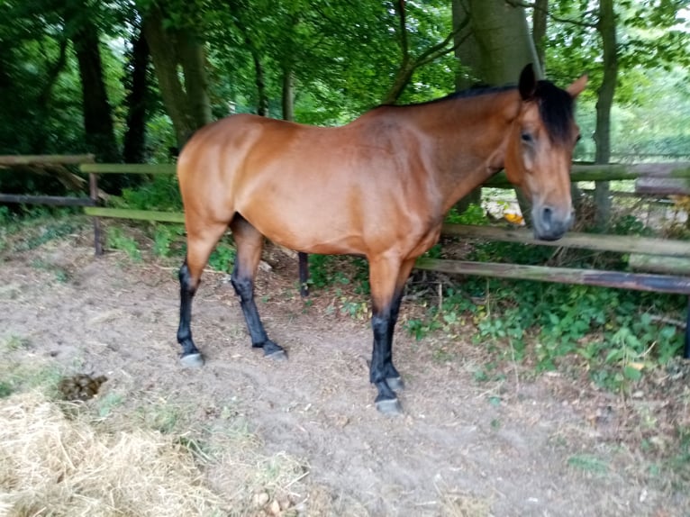 Koń oldenburski Klacz 9 lat 168 cm in Oldenburg