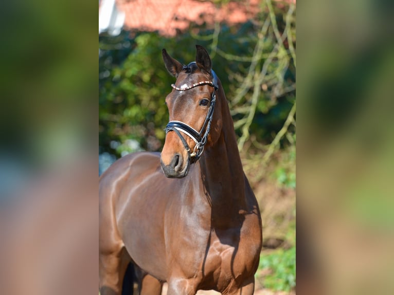 Koń oldenburski Klacz 9 lat 168 cm  in Holdorf