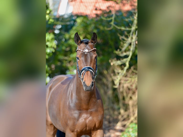 Koń oldenburski Klacz 9 lat 168 cm  in Holdorf