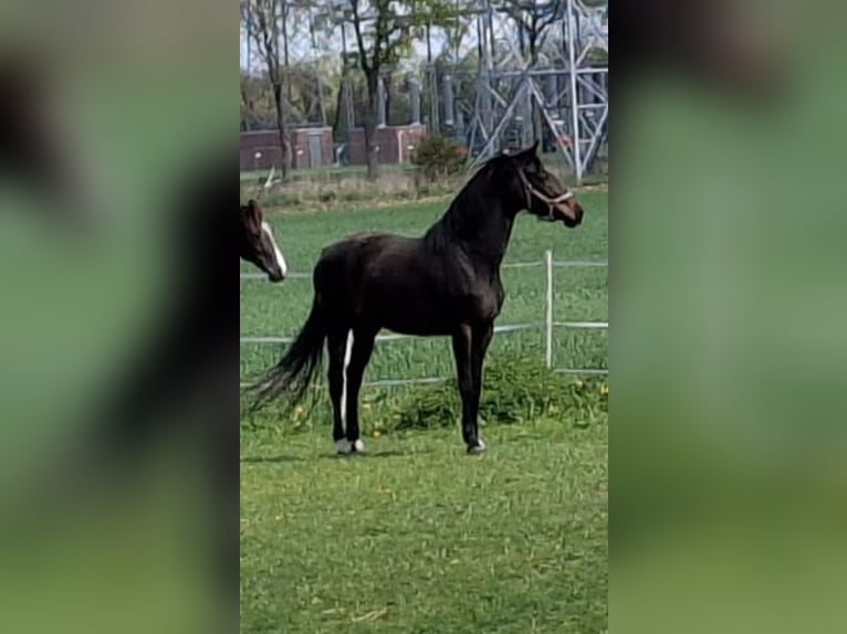 Koń oldenburski Klacz 9 lat 169 cm Ciemnogniada in Garrel