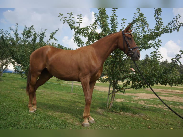 Koń oldenburski Klacz 9 lat 169 cm Ciemnokasztanowata in Dunningen