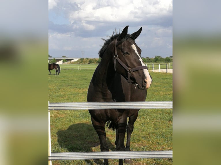 Koń oldenburski Klacz 9 lat 169 cm Kara in Diepholz