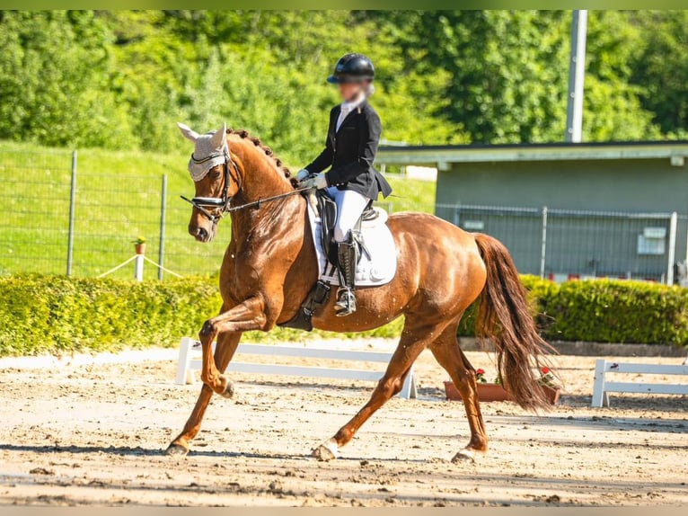 Koń oldenburski Klacz 9 lat 170 cm Ciemnokasztanowata in Wallerfangen