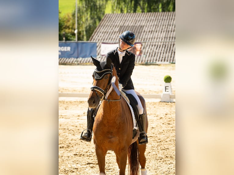 Koń oldenburski Klacz 9 lat 170 cm Ciemnokasztanowata in Wallerfangen