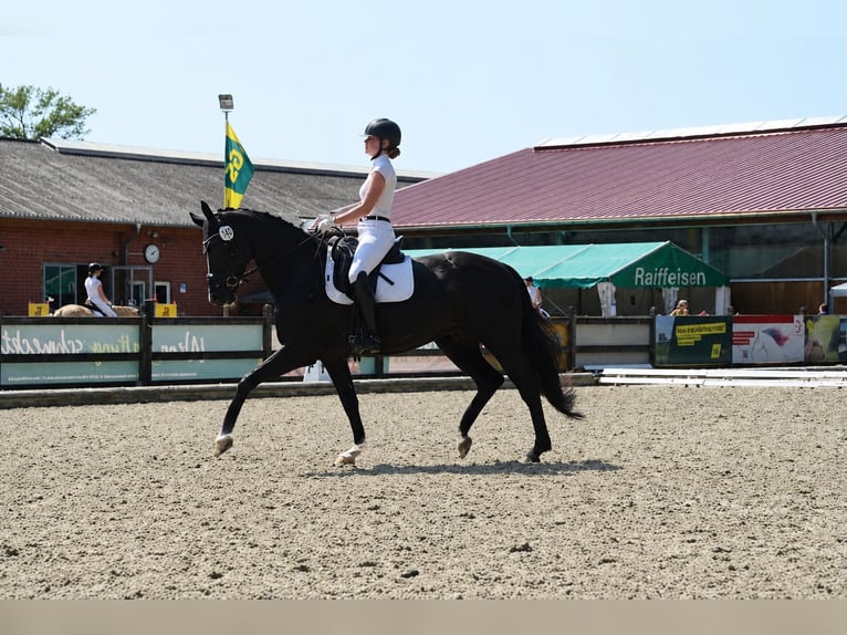 Koń oldenburski Klacz 9 lat 170 cm Kara in Vechta