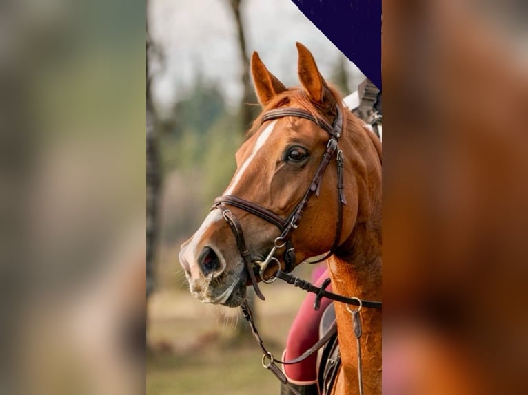 Koń oldenburski Klacz 9 lat 170 cm Kasztanowata in Enschede