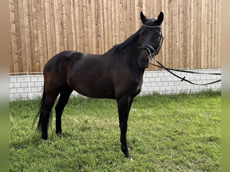 Koń oldenburski Klacz 9 lat 170 cm Skarogniada in Lalden