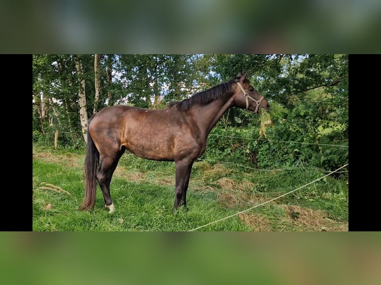 Koń oldenburski Klacz 9 lat 171 cm Ciemnogniada in Wittmund