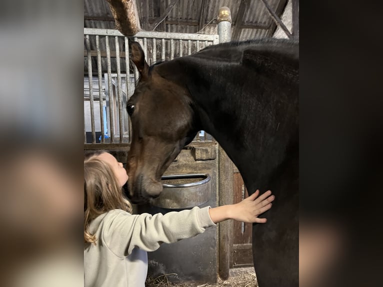 Koń oldenburski Klacz 9 lat 171 cm Ciemnogniada in Vejen