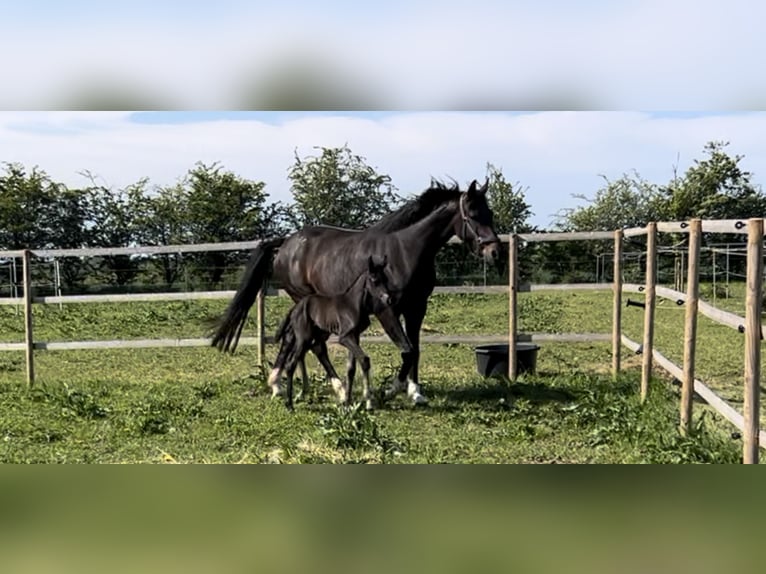 Koń oldenburski Klacz 9 lat 171 cm Ciemnogniada in Vejen