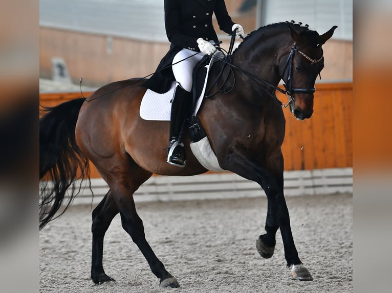 Koń oldenburski Klacz 9 lat 171 cm Gniada in Moscow