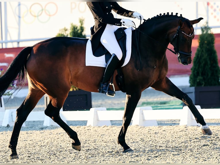 Koń oldenburski Klacz 9 lat 171 cm Gniada in Moscow