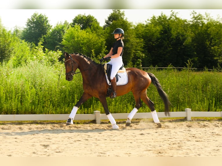 Koń oldenburski Klacz 9 lat 171 cm Gniada in Pęclin